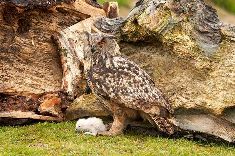 Eagle Owl And Chick