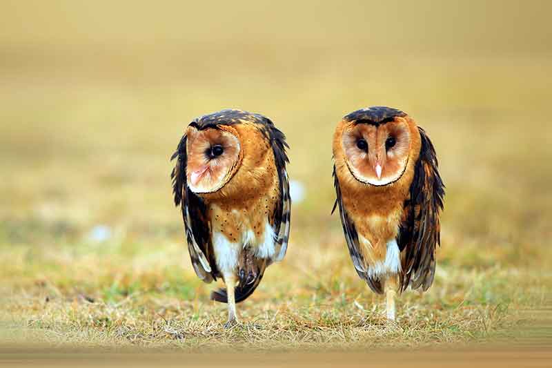 Eastern Grass Owls