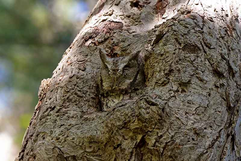 Eastern Screech Owl