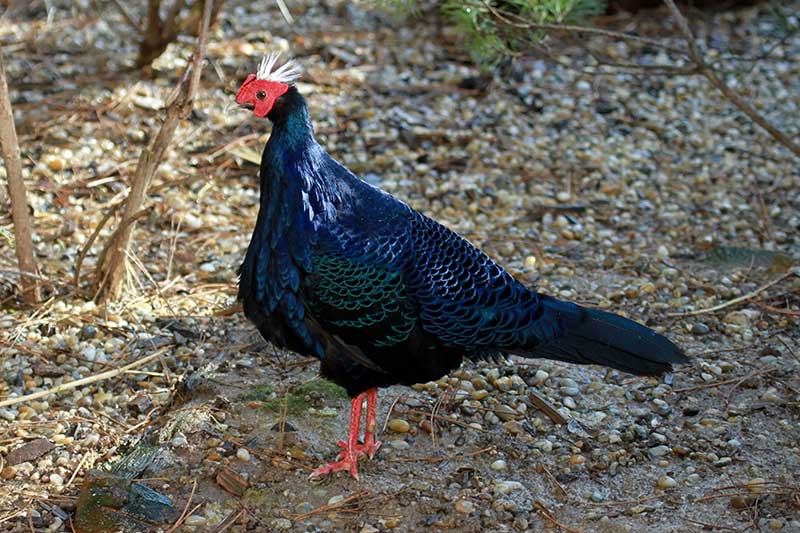 Edward's Pheasant