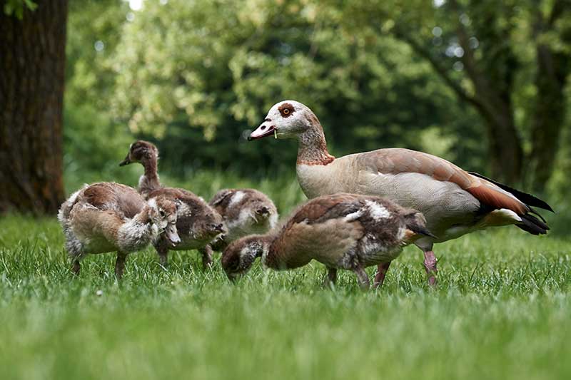 Egyptian Geese