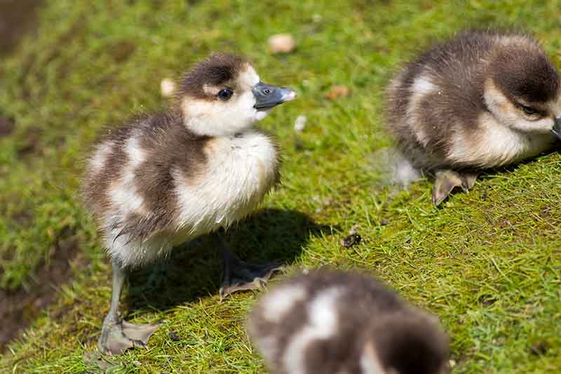 Egyptian Goslings