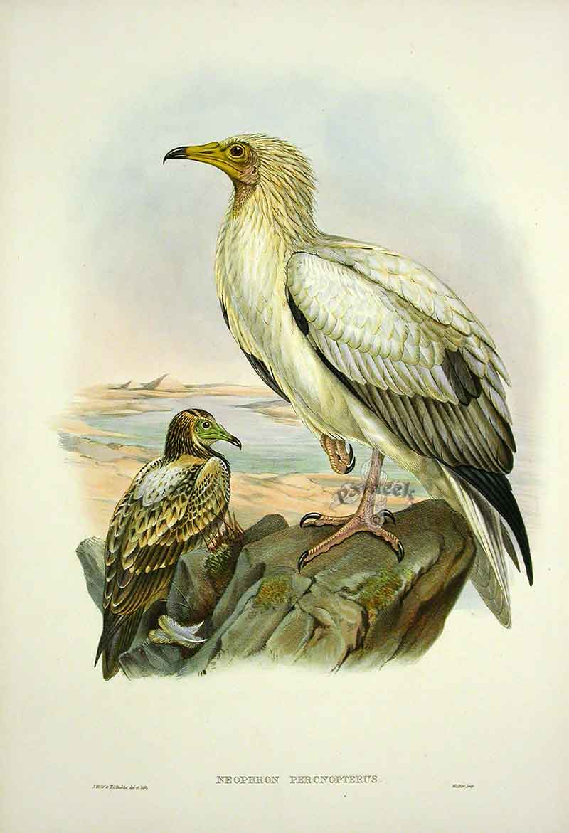 Egyptian Vulture