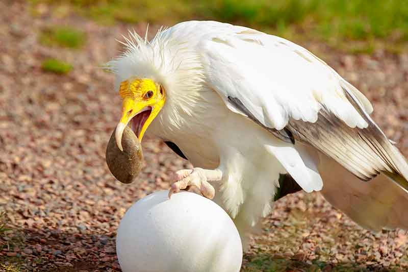 Egyptian Vulture Cracking Egg