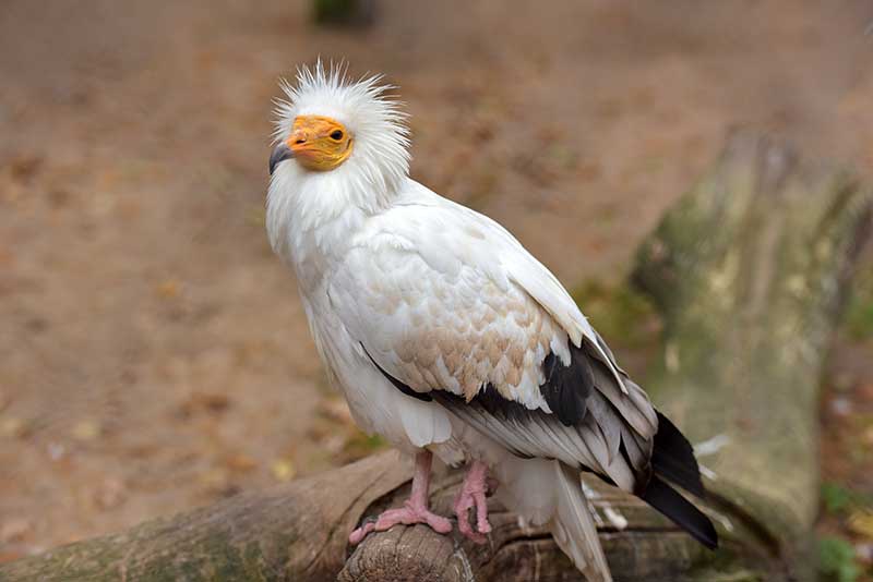 Egyptian Vulture