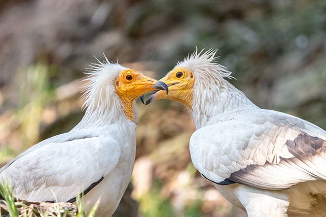 Egyptian Vultures