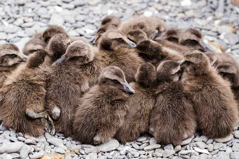 Eider Ducklings