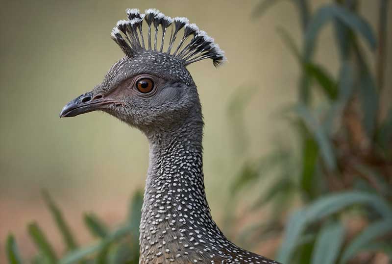 Elegant Crested Tinamou