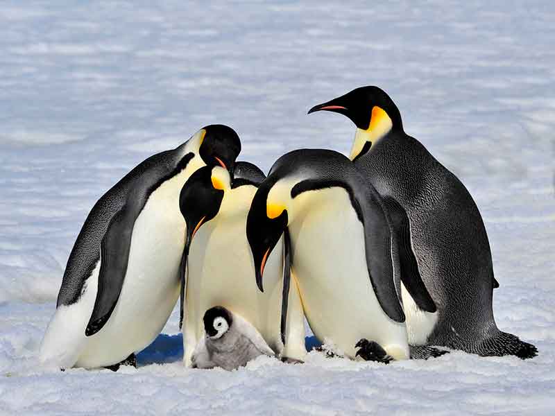 Emperor Penguins