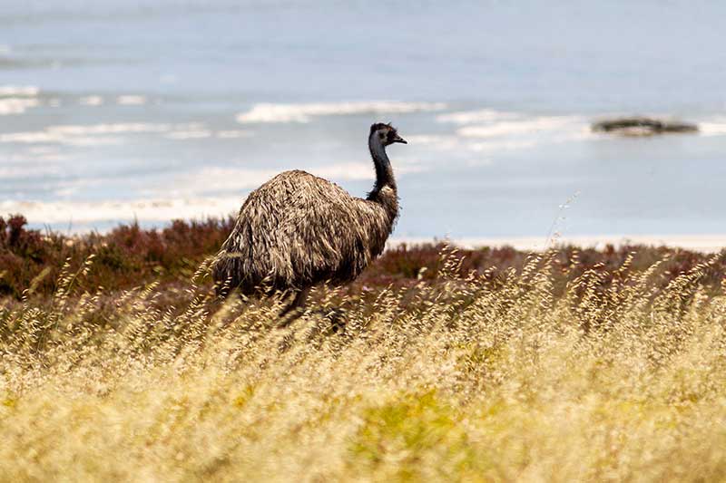 Emu