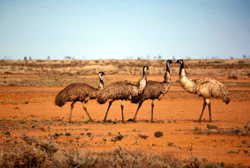 Emus