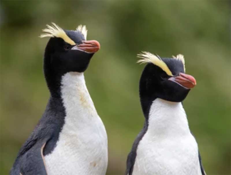 Erect-Crested Penguin