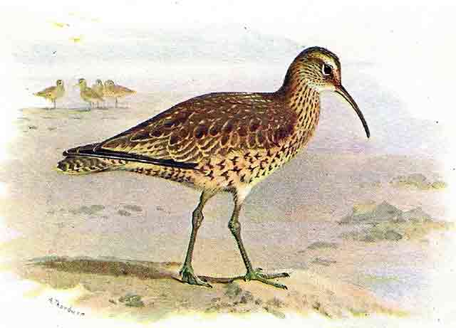Eskimo Curlew