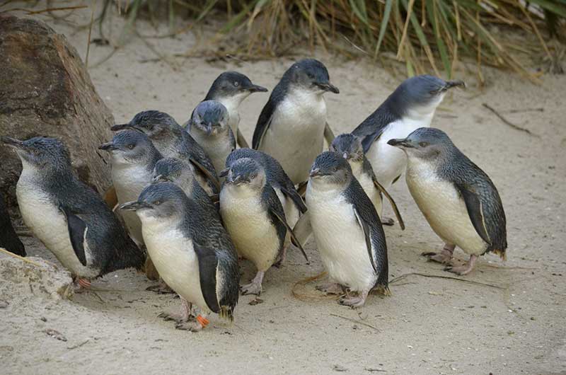 Fairy Penguins