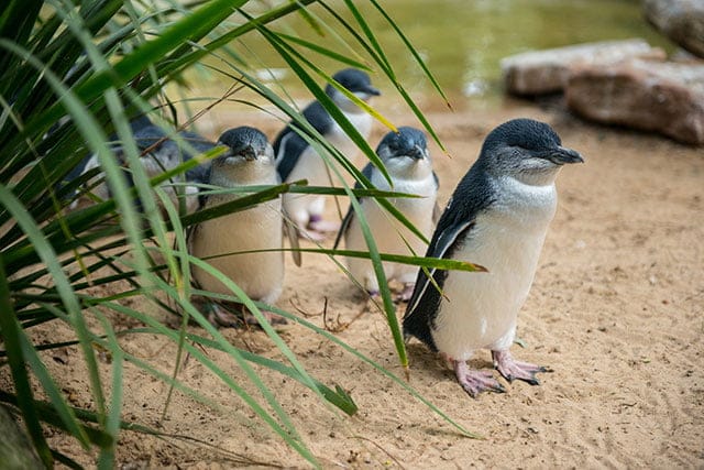 Fairy Penguins