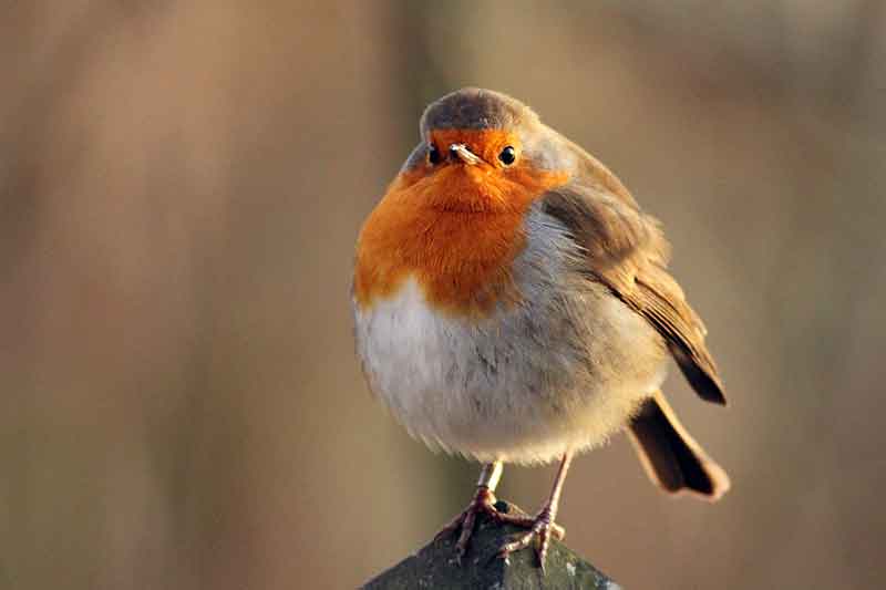 Fat Robin