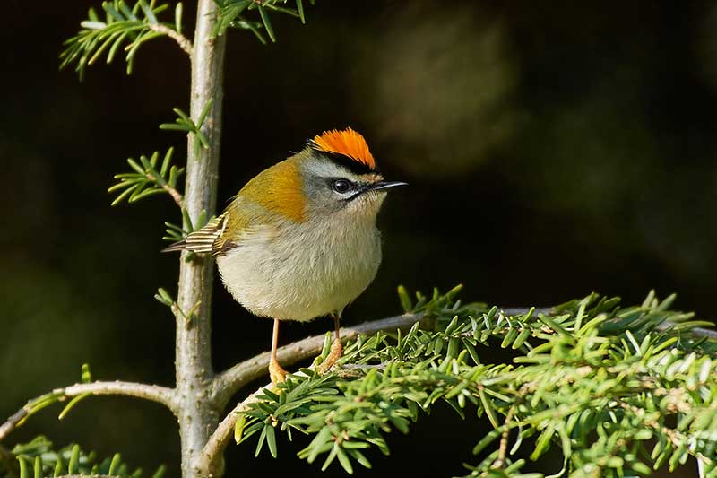 Firecrest