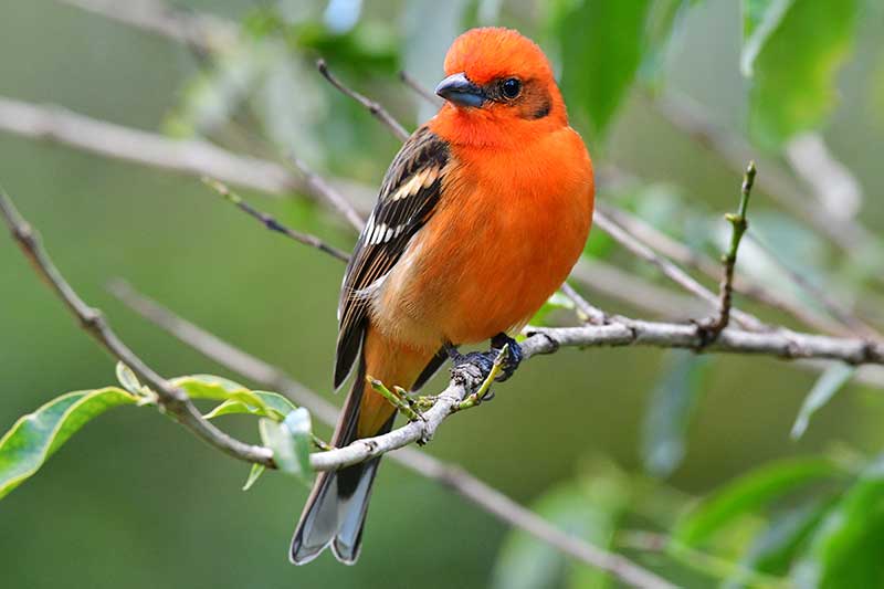 Flame-Colored Tanager
