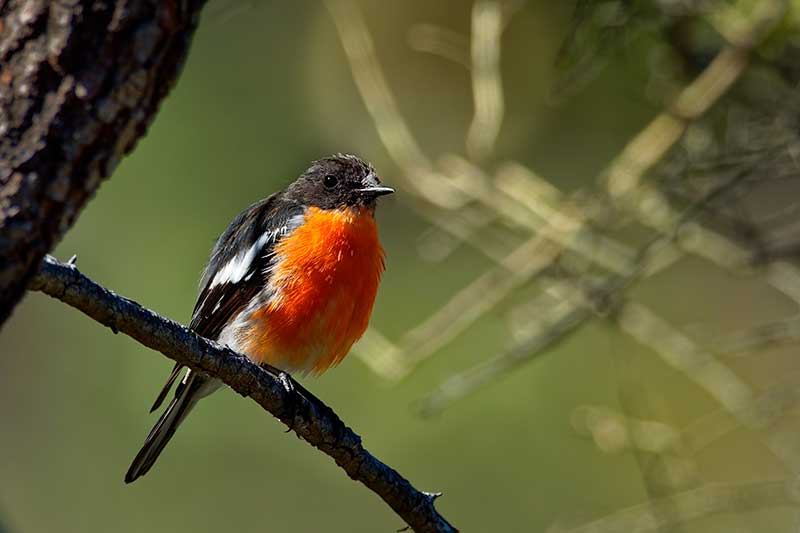 Flame Robin