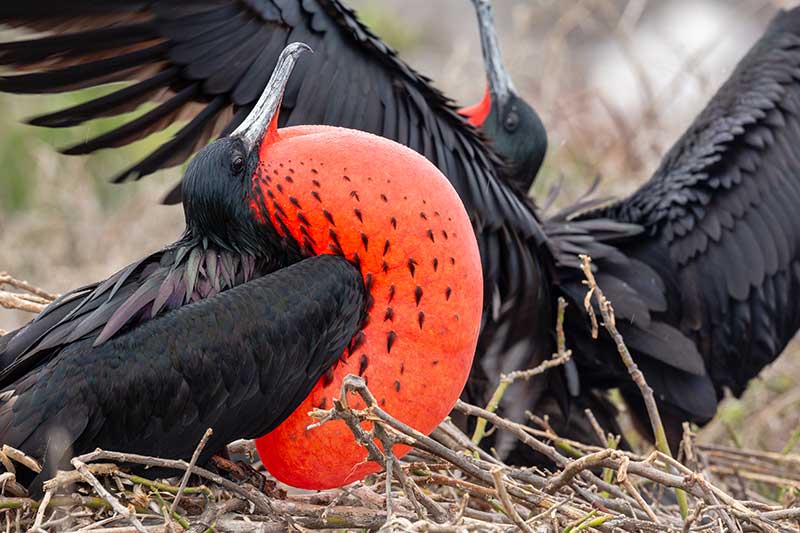Frigatebirds