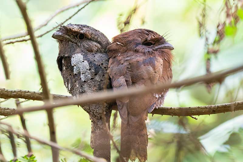 Sri Lanka Frogmouths