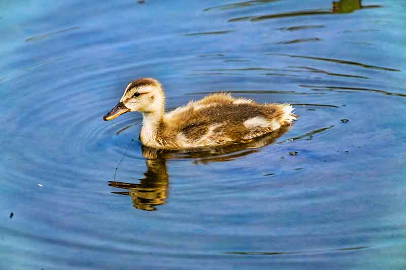Gadwall Duckling