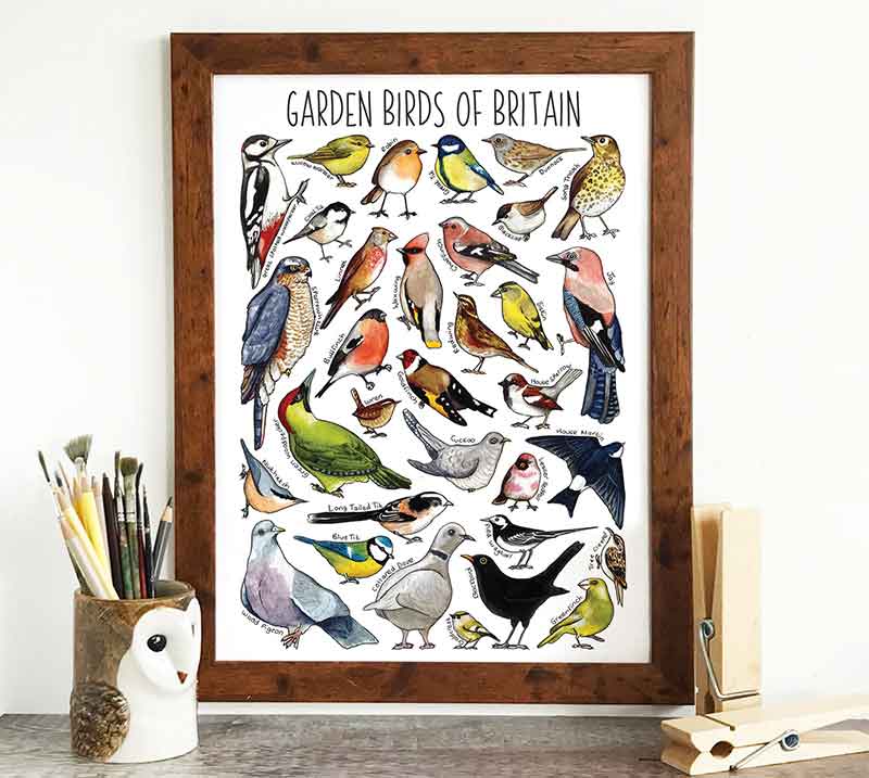 Garden Birds Poster