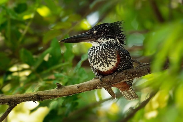 Giant Kingfisher