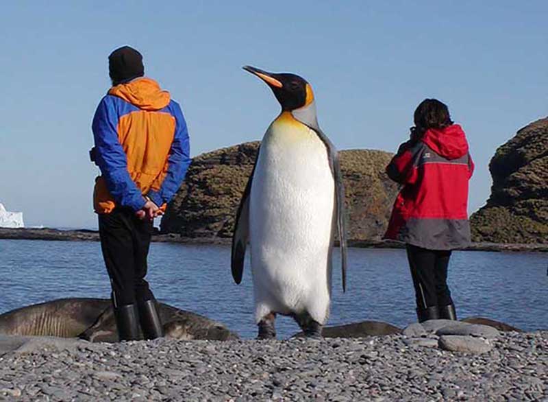 Giant Penguin