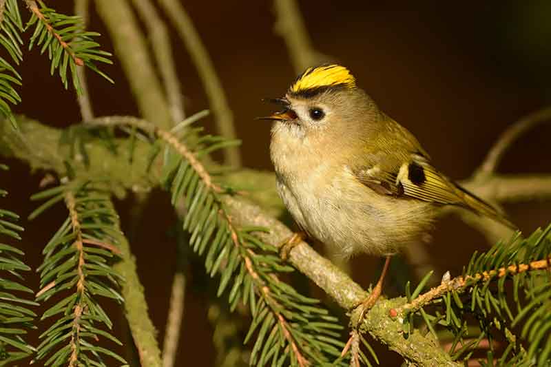 Goldcrest