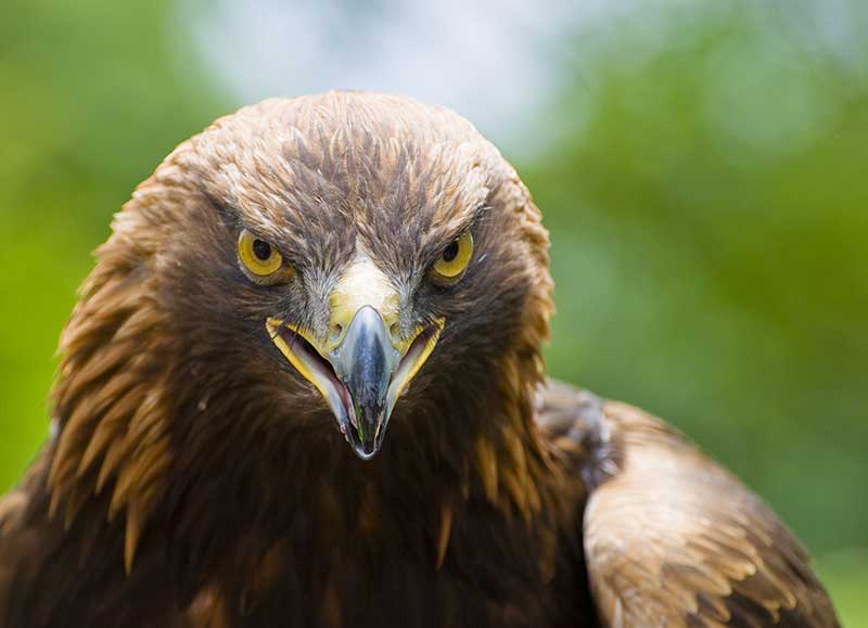 Golden Eagle