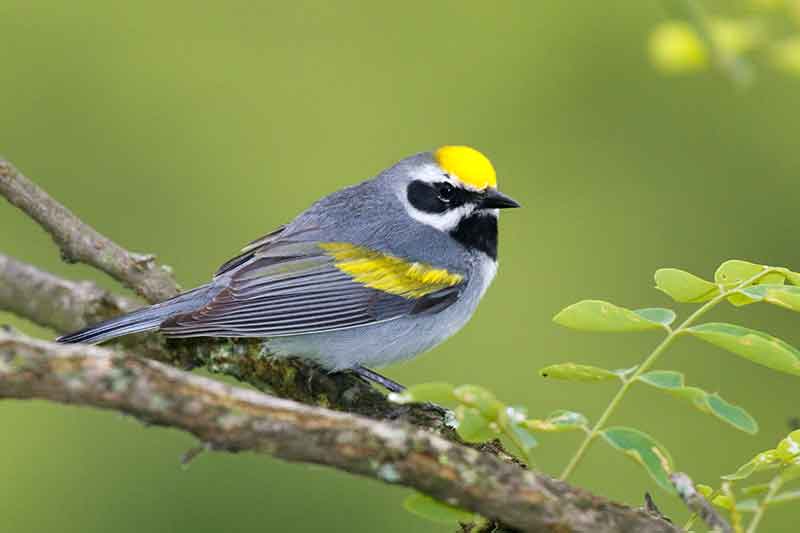 Golden Winged Warbler