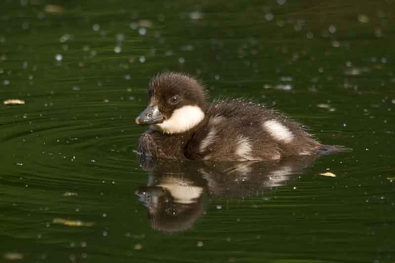 Goldeneye Duckling