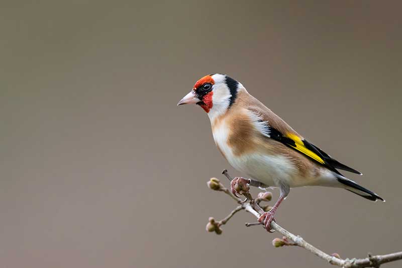 Goldfinch