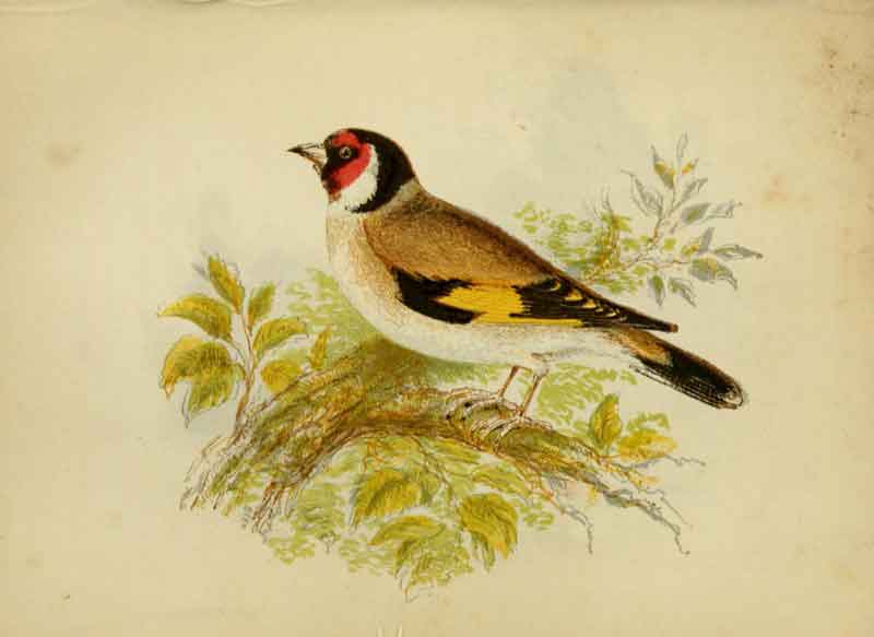 Goldfinch