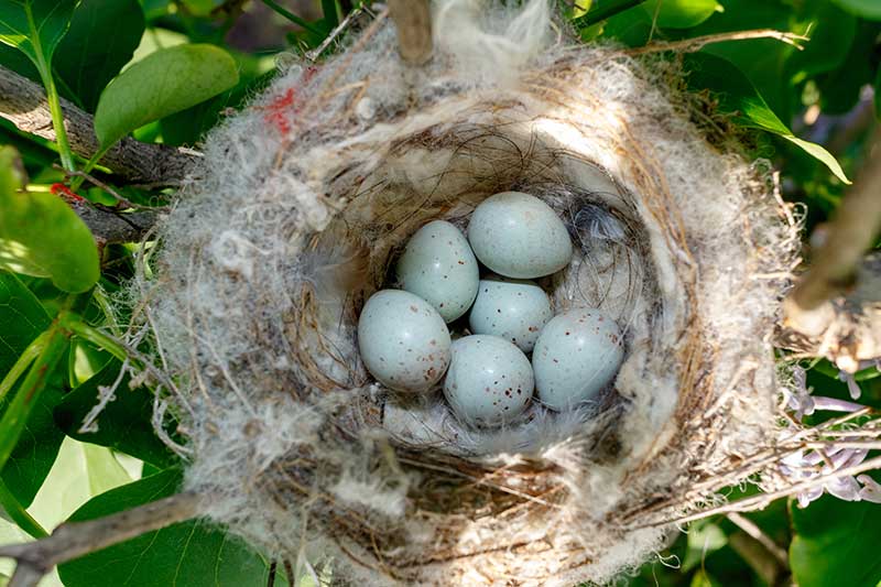Goldfinch Eggs