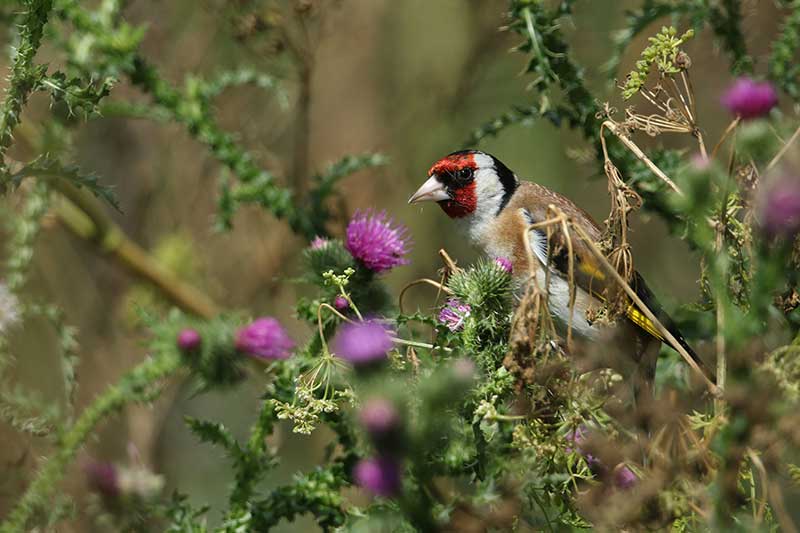 Goldfinch Eating Thistles