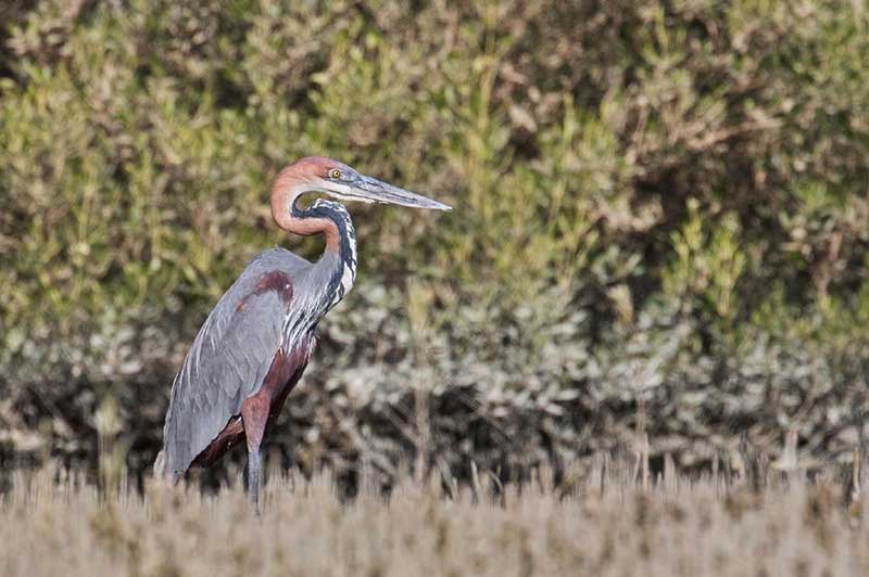 Goliath Heron