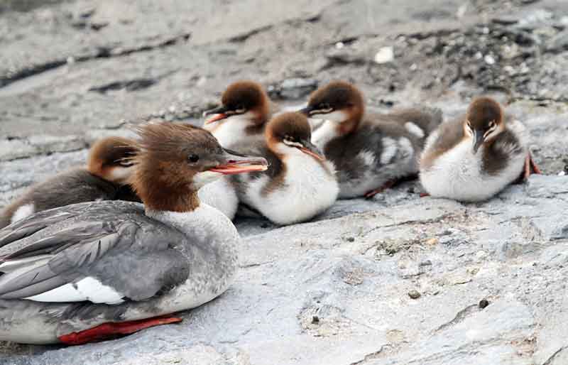 Goosander Ducklings