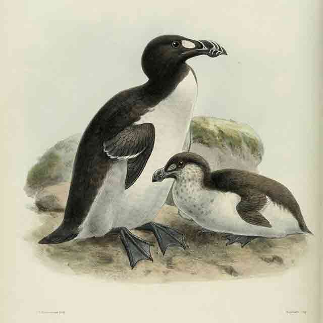 Great Auk