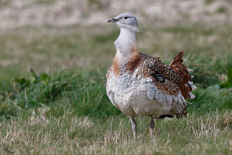 Great Bustard