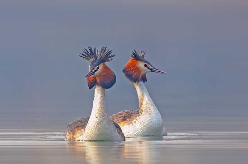 Great Crested Grebe