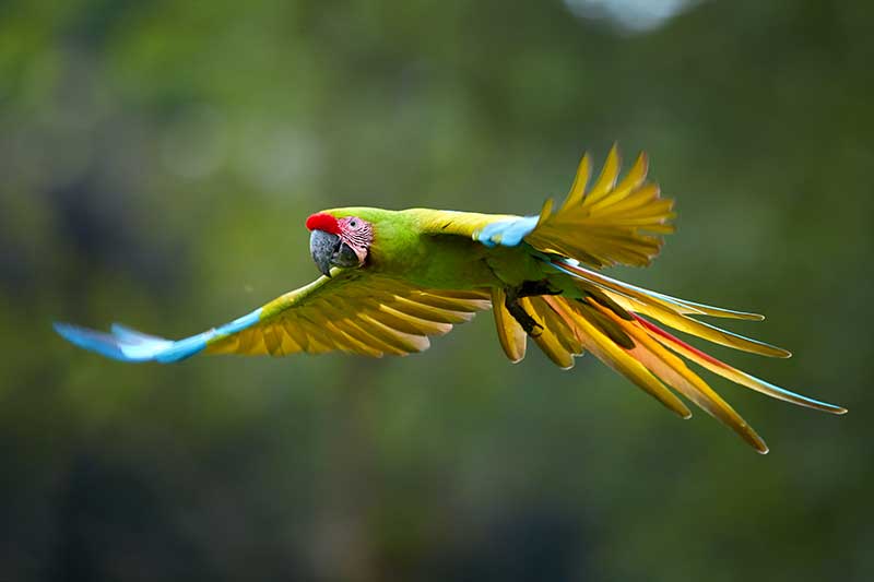 Great Green Macaw