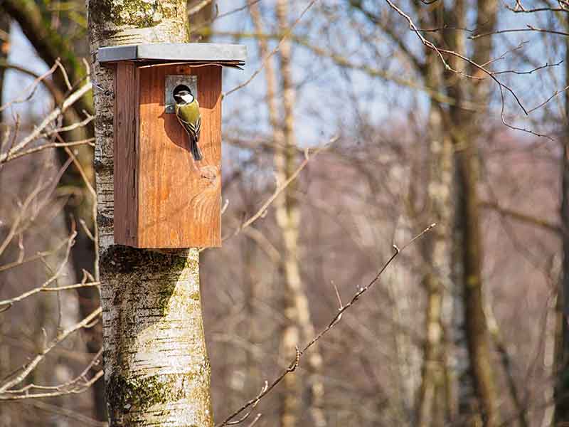 Great Tit At Nest Box