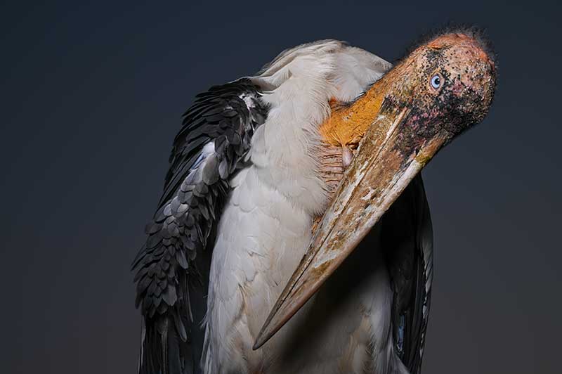 Greater Adjutant