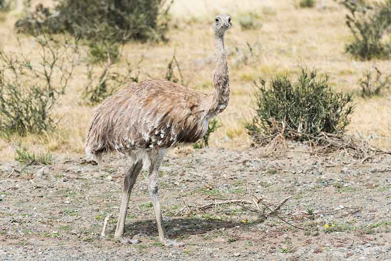 Greater Rhea