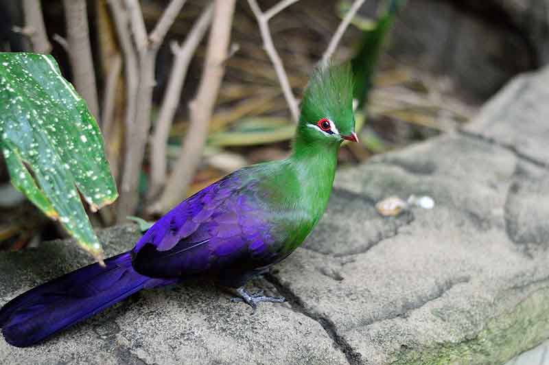 Guinea Turaco