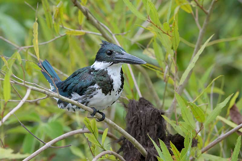 Green Kingfisher