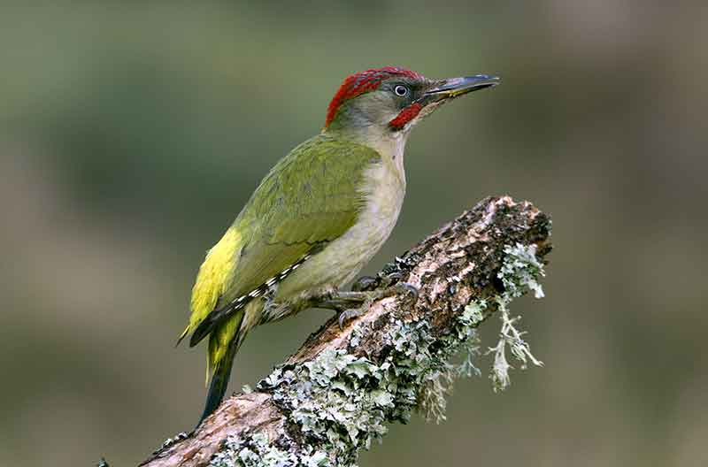 Green Woodpecker