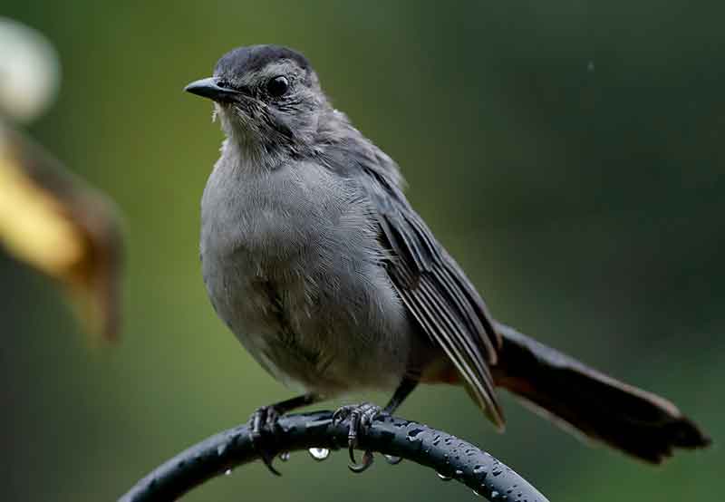 Grey catbird